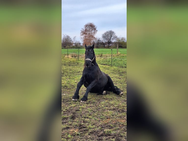 Friesen Wallach 16 Jahre 163 cm Rappe in Kissing