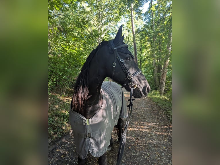 Friesen Wallach 16 Jahre 163 cm Rappe in Kissing