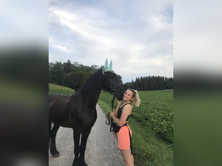 Friesen Wallach 16 Jahre 163 cm Rappe in Ermenswil