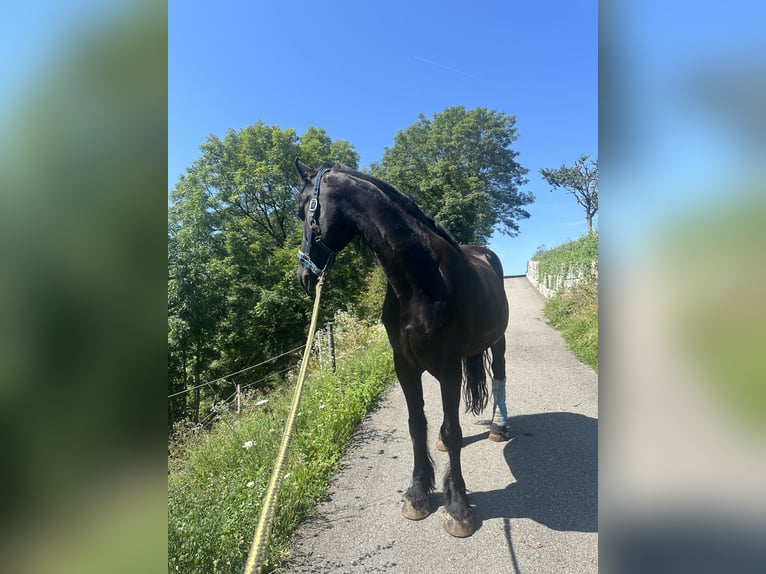 Friesen Wallach 16 Jahre 163 cm Rappe in Ermenswil
