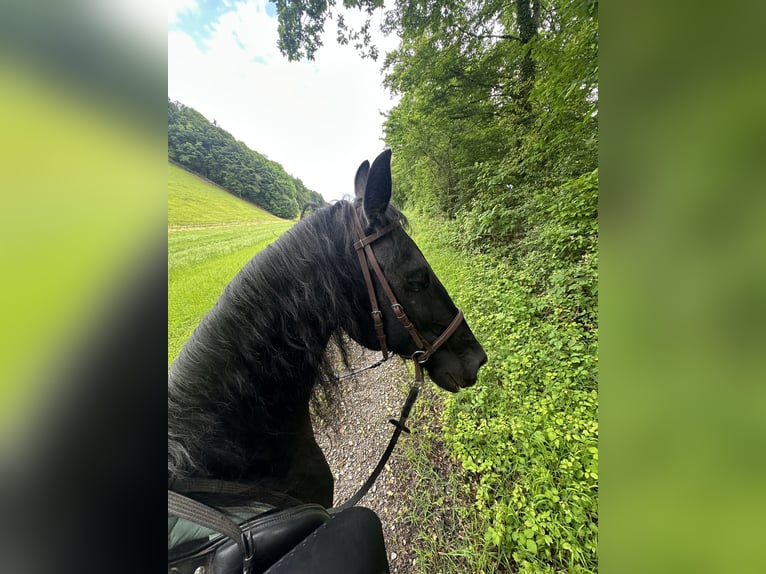Friesen Wallach 16 Jahre 163 cm Rappe in Ermenswil