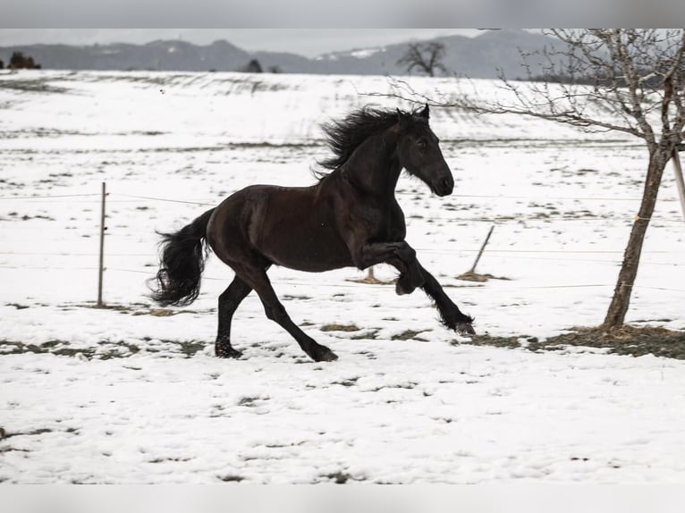 Friesen Wallach 16 Jahre 163 cm Rappe in Ermenswil