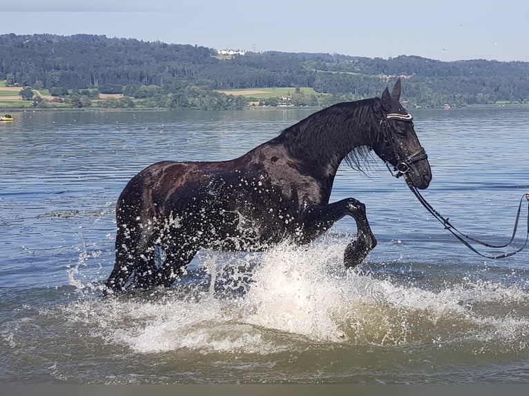 Friesen Wallach 16 Jahre 163 cm Rappe in Ermenswil