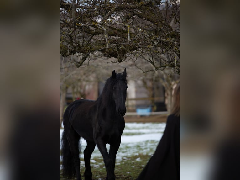 Friesen Wallach 16 Jahre 163 cm Rappe in Ermenswil
