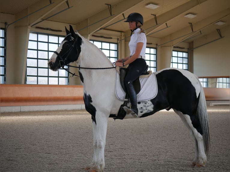 Friesen Mix Wallach 16 Jahre 163 cm in Lancaster, PA