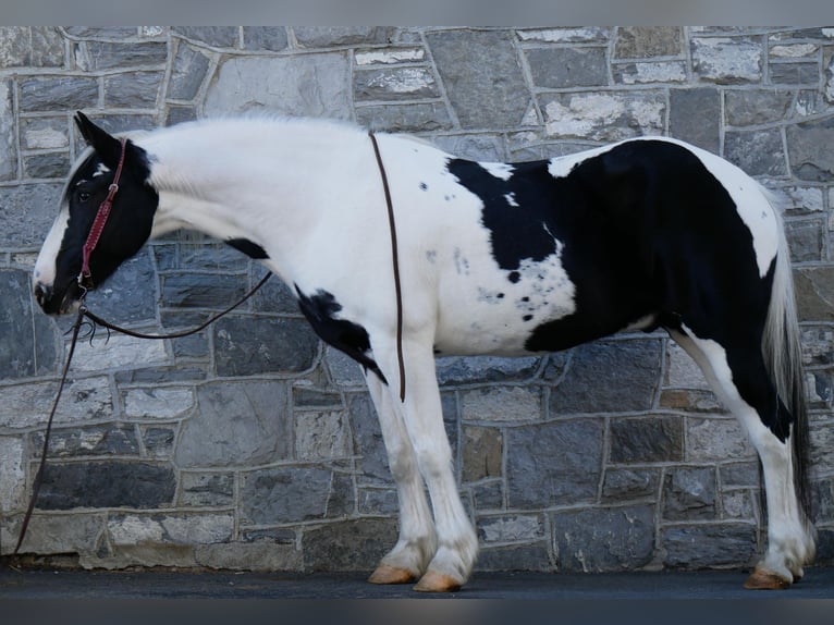 Friesen Mix Wallach 16 Jahre 163 cm in Lancaster, PA