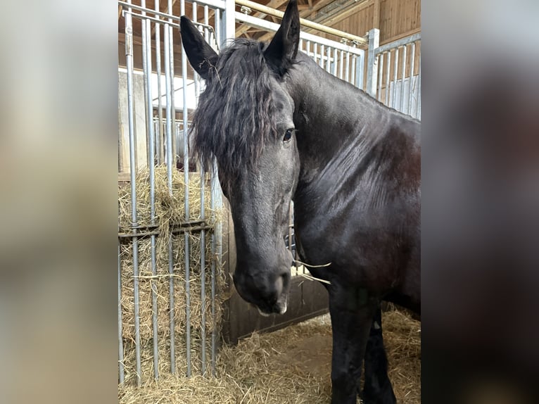 Friesen Wallach 16 Jahre 165 cm Rappe in Kissing