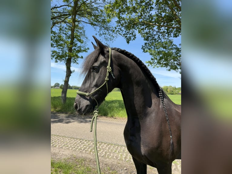 Friesen Wallach 16 Jahre 168 cm Rappe in Rijssen