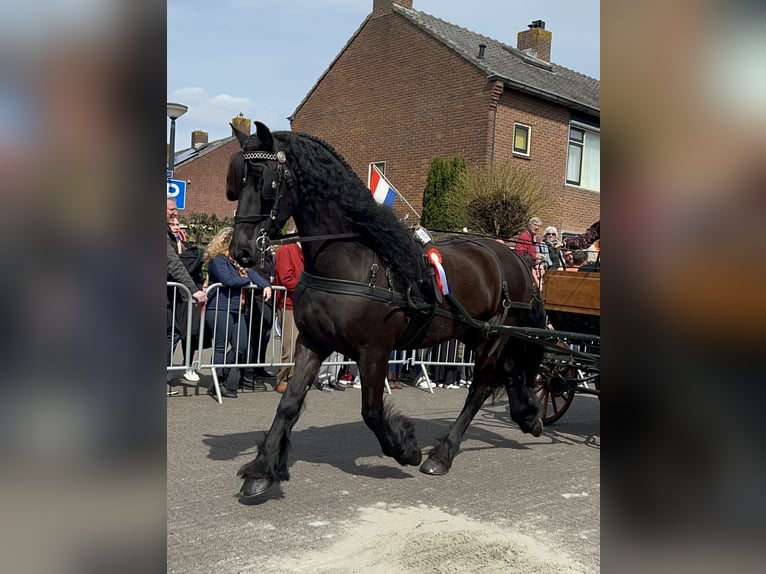Friesen Wallach 16 Jahre 168 cm Rappe in Rijssen