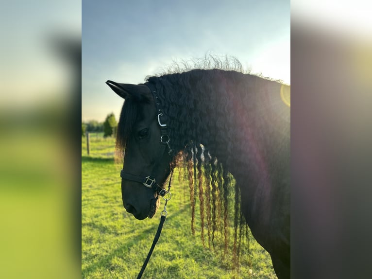 Friesen Wallach 16 Jahre 168 cm Rappe in Rijssen