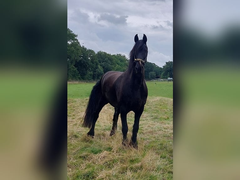 Friesen Wallach 16 Jahre 168 cm Rappe in Hamburg Sülldorf