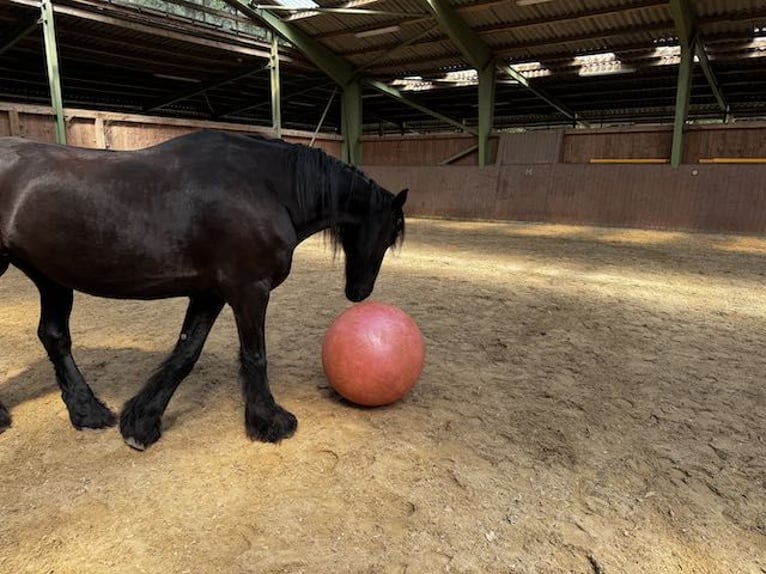 Friesen Wallach 16 Jahre 168 cm Rappe in Osterholz-Scharmbeck