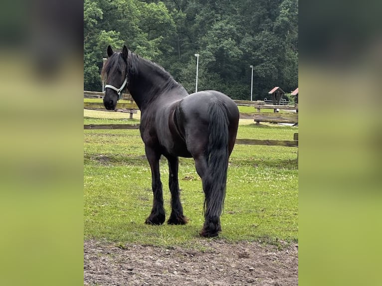 Friesen Wallach 16 Jahre 168 cm Rappe in Osterholz-Scharmbeck
