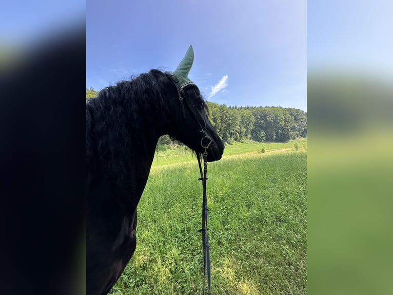 Friesen Wallach 16 Jahre Rappe in Ermenswil