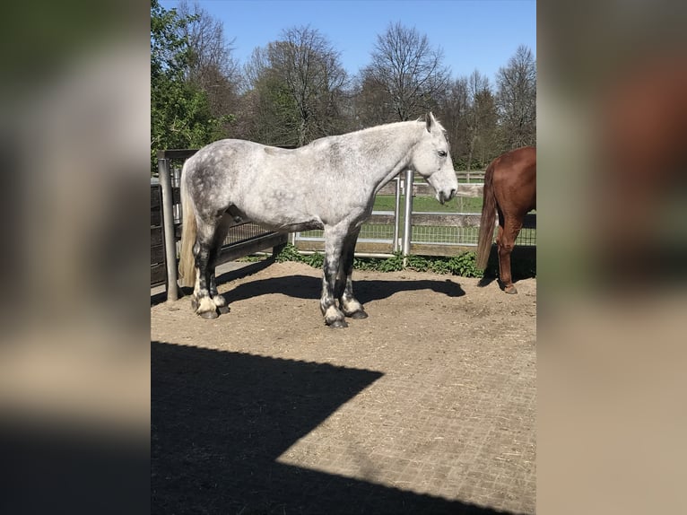 Friesen Mix Wallach 17 Jahre 165 cm Apfelschimmel in BrühlBrühl