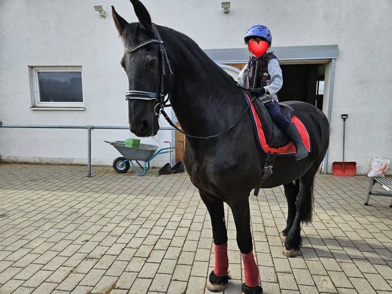 Friesen Wallach 17 Jahre 170 cm Rappe in Schopfheim