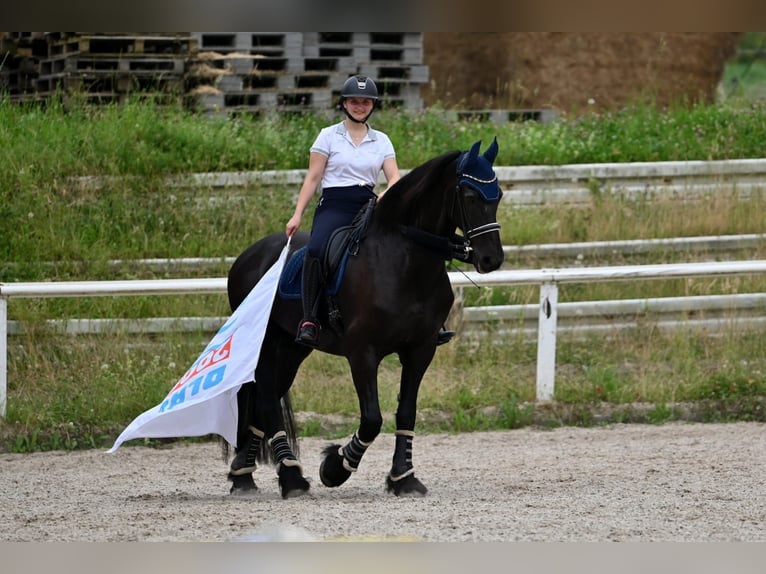 Friesen Wallach 17 Jahre 170 cm Rappe in Schopfheim