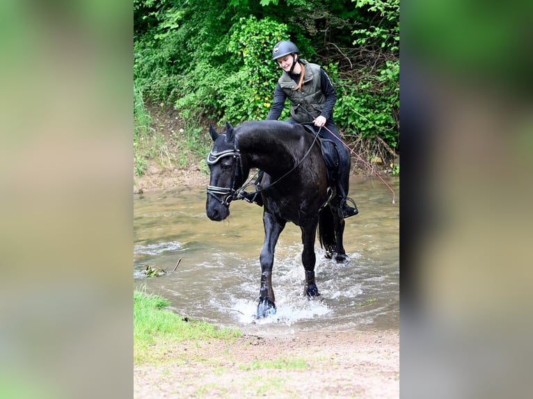 Friesen Wallach 17 Jahre 170 cm Rappe in Schopfheim