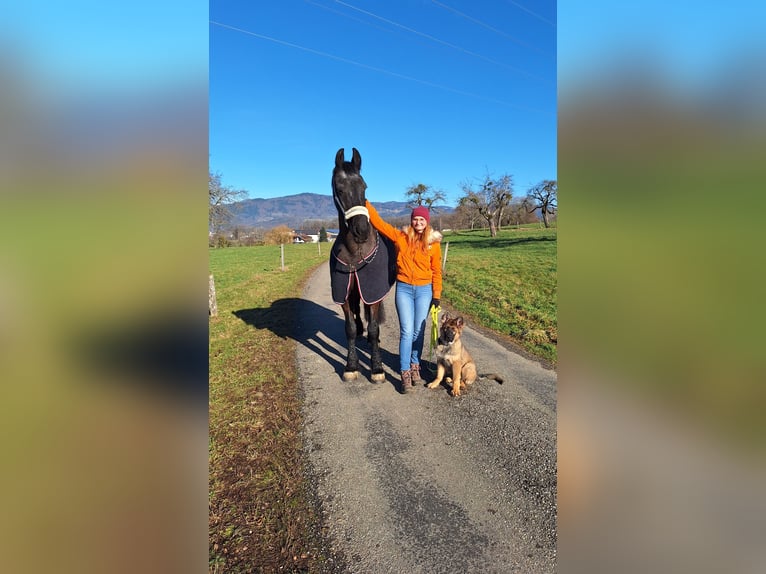 Friesen Wallach 17 Jahre 170 cm Rappe in Schopfheim