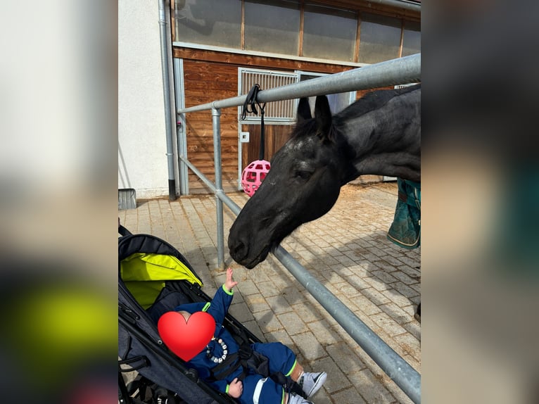 Friesen Wallach 17 Jahre 170 cm Rappe in Schopfheim