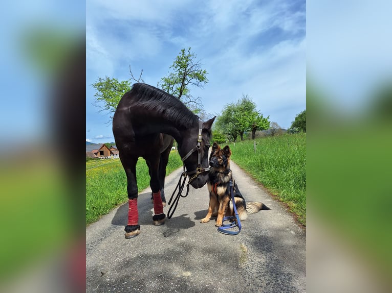 Friesen Wallach 17 Jahre 170 cm Rappe in Schopfheim