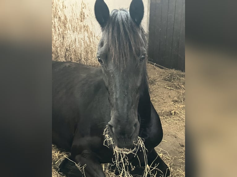 Friesen Mix Wallach 18 Jahre 156 cm Rappe in Neunkirchen-Seelscheid