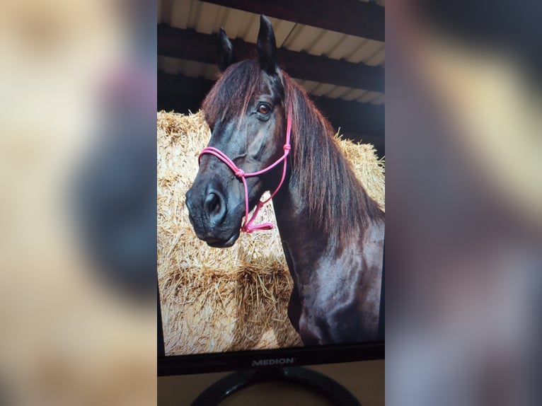 Friesen Mix Wallach 18 Jahre 156 cm Rappe in Neunkirchen-Seelscheid