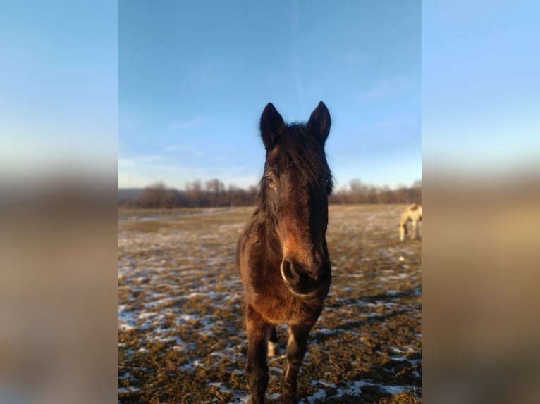 Friesen Mix Wallach 18 Jahre 157 cm Brauner in Geislingen an der Steige