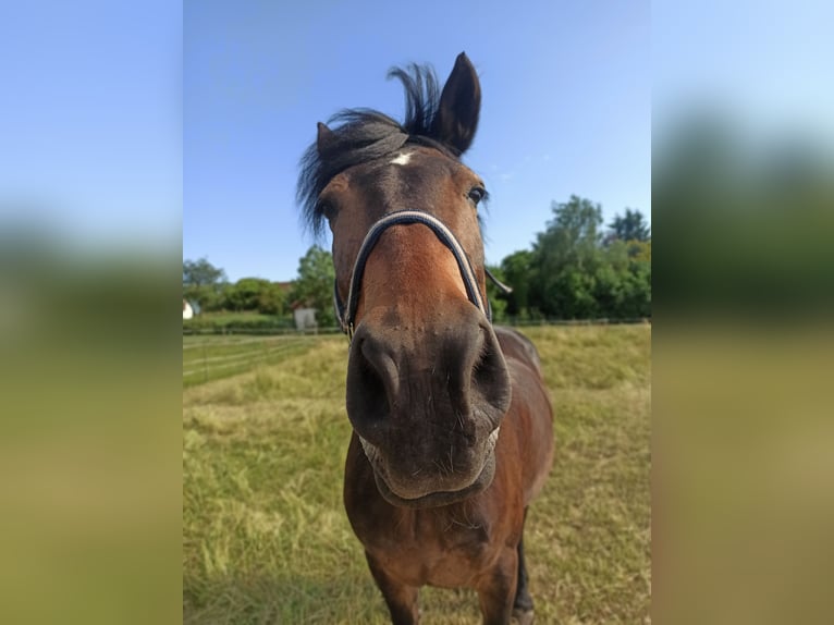 Friesen Mix Wallach 18 Jahre 157 cm Brauner in Geislingen an der Steige