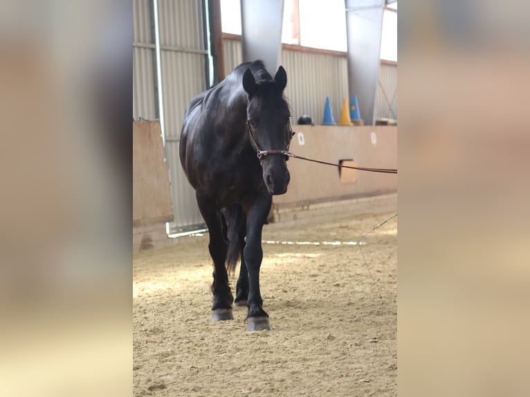 Friesen Wallach 18 Jahre 165 cm Rappe in Wachtberg