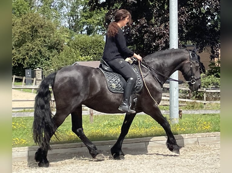 Friesen Wallach 18 Jahre 165 cm Rappe in Wachtberg