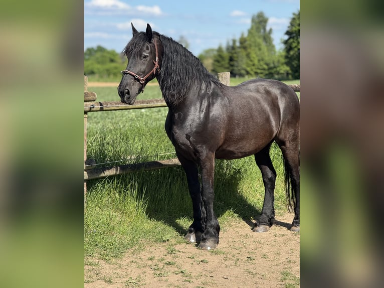 Friesen Wallach 18 Jahre 165 cm Rappe in Wachtberg