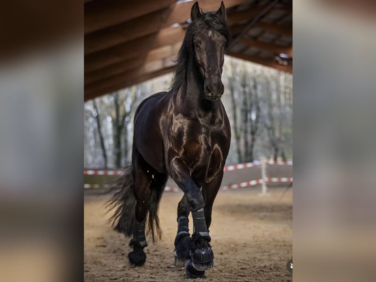 Friesen Wallach 18 Jahre 168 cm Rappe in Nümbrecht