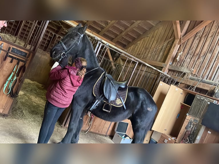 Friesen Wallach 18 Jahre 168 cm Rappe in F&#xFC;rstenzell