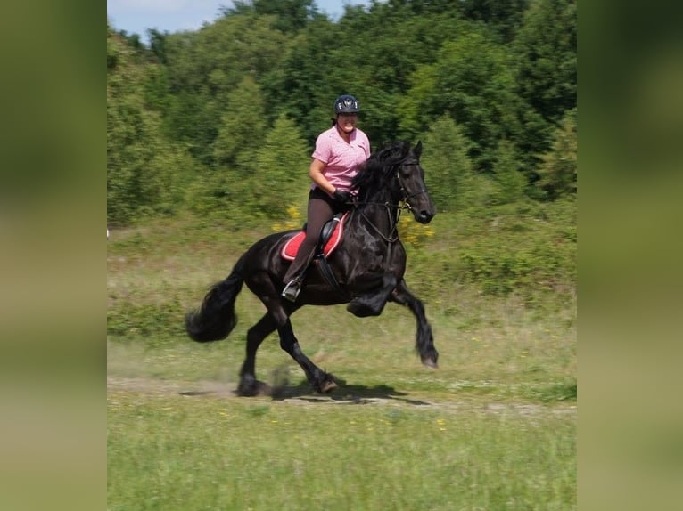 Friesen Wallach 18 Jahre 168 cm Rappe in Venlo