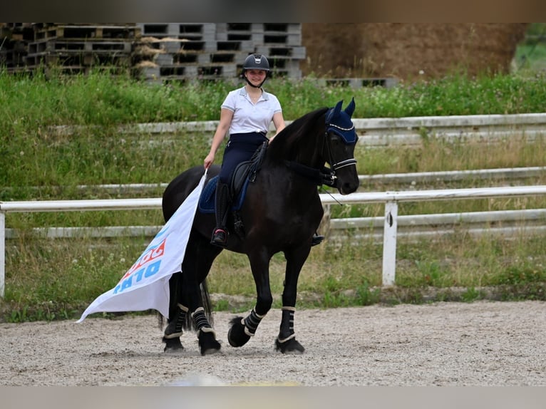 Friesen Wallach 18 Jahre 170 cm Rappe in Schopfheim