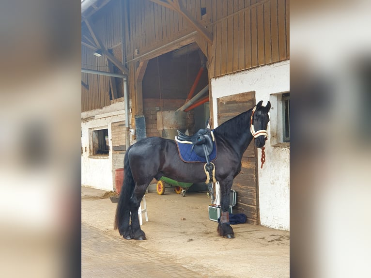 Friesen Wallach 18 Jahre 170 cm Rappe in Schopfheim