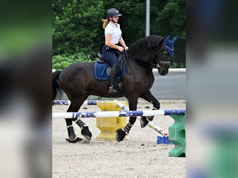 Friesen Wallach 18 Jahre 170 cm Rappe in Schopfheim
