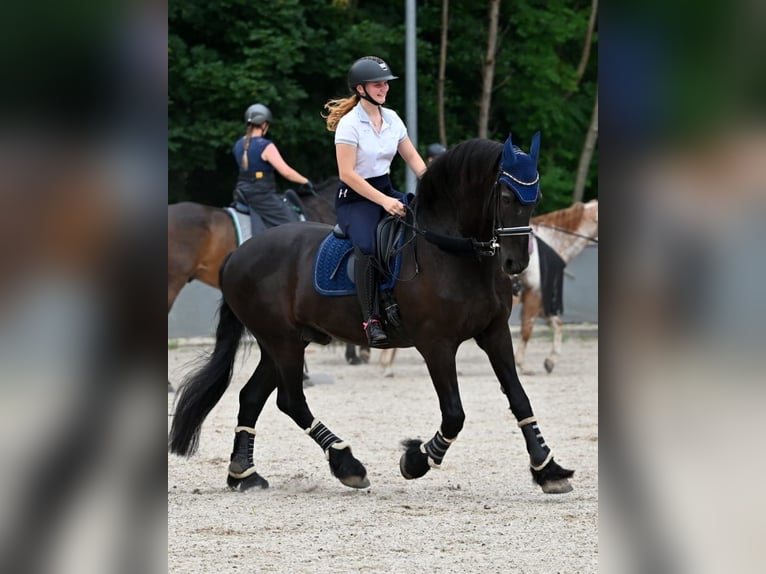 Friesen Wallach 18 Jahre 170 cm Rappe in Schopfheim