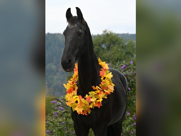 Friesen Wallach 18 Jahre 170 cm Rappe in Schopfheim
