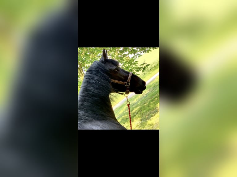 Friesen Wallach 19 Jahre 151 cm Rappe in Neumarkt-Sankt Veit