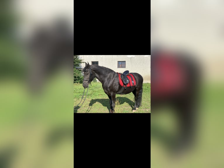 Friesen Wallach 19 Jahre 151 cm Rappe in Neumarkt-Sankt Veit