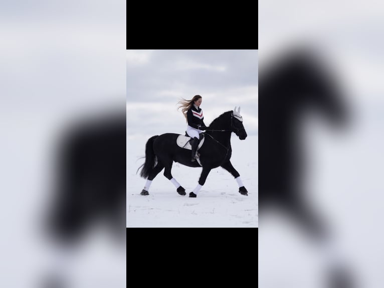 Friesen Wallach 19 Jahre 151 cm Rappe in Neumarkt-Sankt Veit