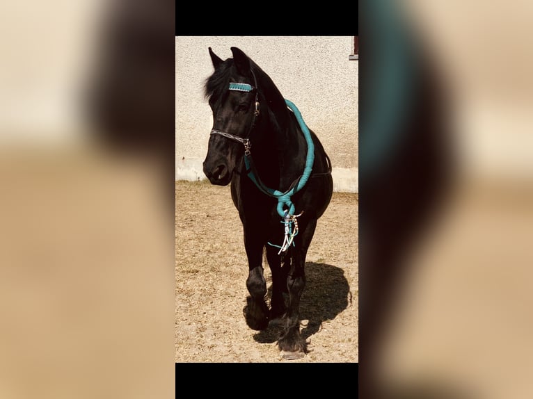 Friesen Wallach 19 Jahre 151 cm Rappe in Neumarkt-Sankt Veit