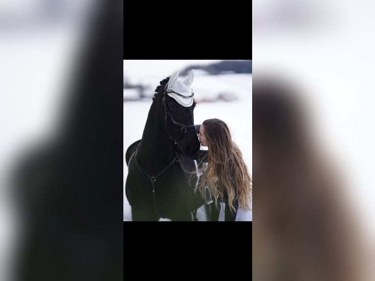 Friesen Wallach 19 Jahre 151 cm Rappe in Neumarkt-Sankt Veit