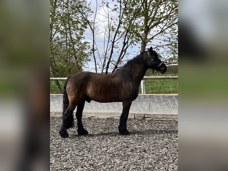 Friesen Mix Wallach 19 Jahre 154 cm Rappe in Grabenstetten