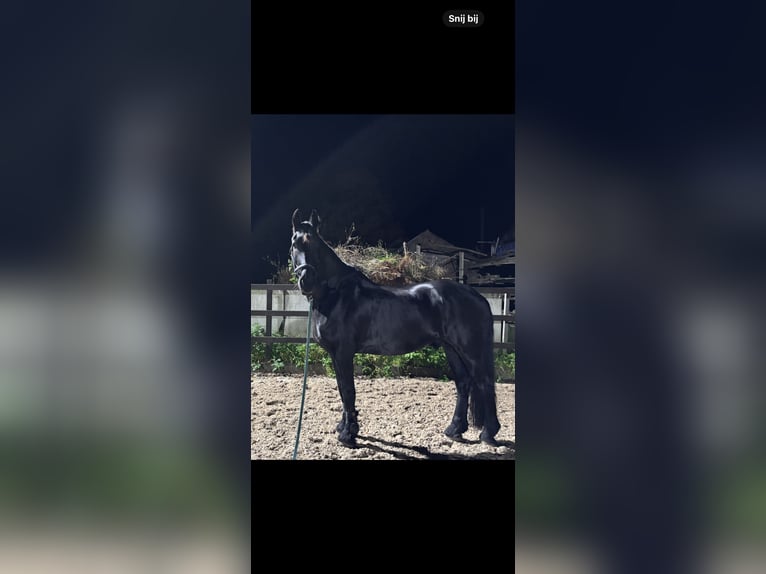 Friesen Wallach 19 Jahre 168 cm Rappe in Loenen aan de Vecht
