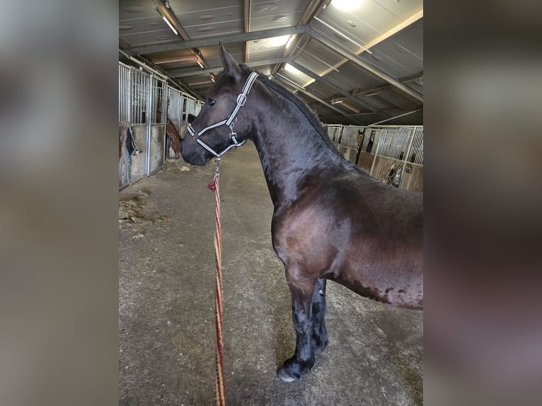 Friesen Wallach 1 Jahr 165 cm Rappe in Zuidvelde