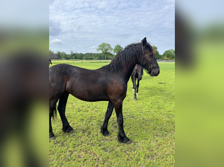 Friesen Wallach 1 Jahr 165 cm Rappe in Zuidvelde