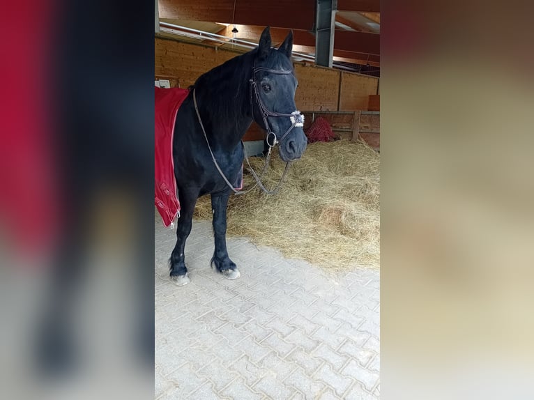 Friesen Wallach 24 Jahre 160 cm Rappe in Wiernsheim